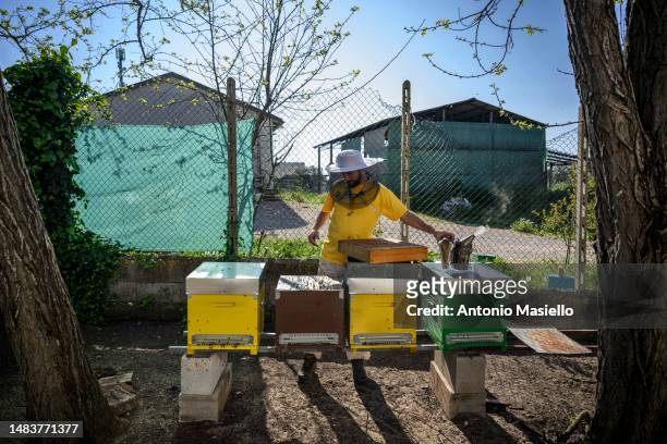 Lorenzo Buratti, beekeeper - breeder, spreads the smoke to calm honey bees at the apiary, on April 20, 2023 in Terracina, Italy. The effects of...