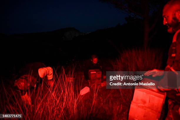 Wiliam, Marco and Gianluca collect beehives with Italian honey bees , at the bee mating area, on April 19, 2023 in Ponza, Italy. A mating Area is an...