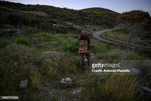 Gianluca Infante, collects the small beehives that will be returned to the owners, at the bee mating area, on April 19, 2023 in Ponza, Italy. A...