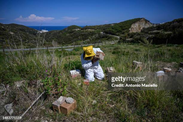 Gianluca Infante, the only beekeeper on the island, handles a beehive's frame covered with Italian honey bees , at the bee mating area, on April 19,...