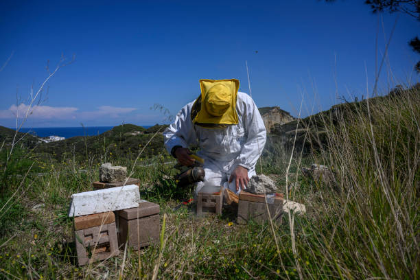 ITA: Science And Tradition Help Bee Keepers Adapt To Climate Change