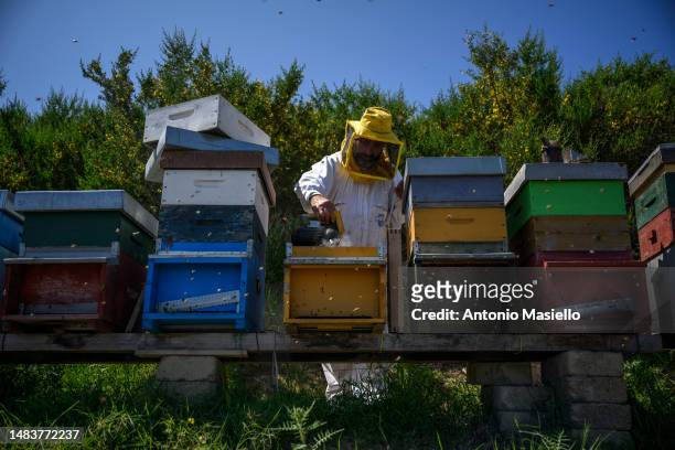 Gianluca Infante, the only beekeeper on the island, spreads the smoke to calm honey bees at the apiary on the island, on April 19, 2023 in Ponza,...