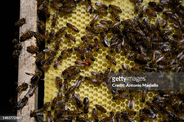 Queen honey bee is marked with a red color for easy identification at the apiary on the island, on April 19, 2023 in Ponza, Italy. The effects of...