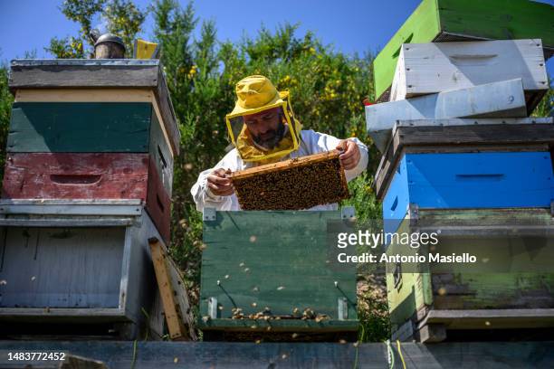 Gianluca Infante, the only beekeeper on the island, inspects a beehive's frame covered with Italian honey bees , at the apiary on the island, on...