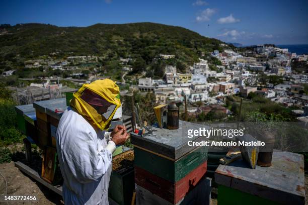 Gianluca, the only beekeeper on the island, marks a queen honey bee with a red color for easy identification, at the apiary on the island, on April...