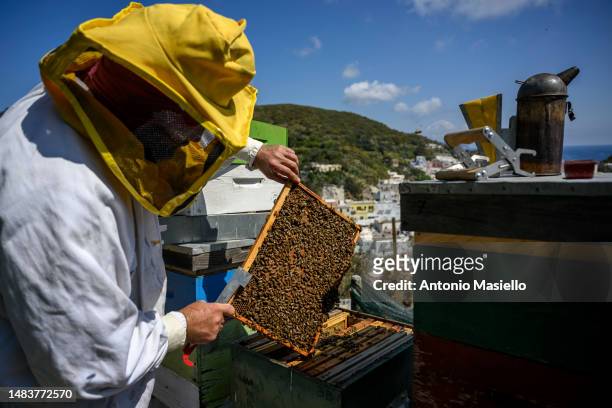 Gianluca Infante, the only beekeeper on the island, handles a beehive's frame covered with Italian honey bees , at the apiary on the island, on April...