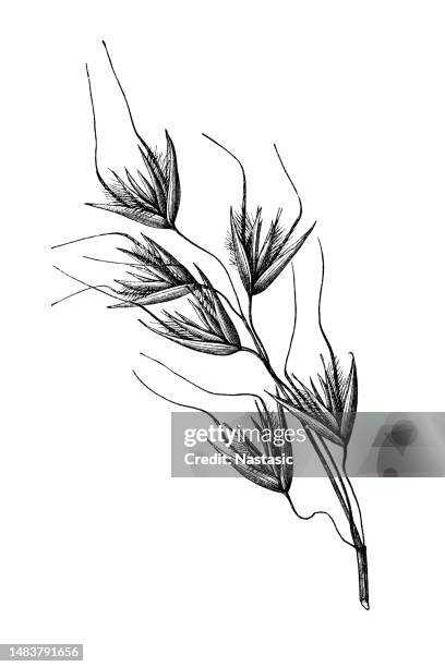 avena sterilis (animated oat, sterile oat, wild oat, wild red oat, winter wild oat) - papyrus 幅插畫檔、美工圖案、卡通及圖標