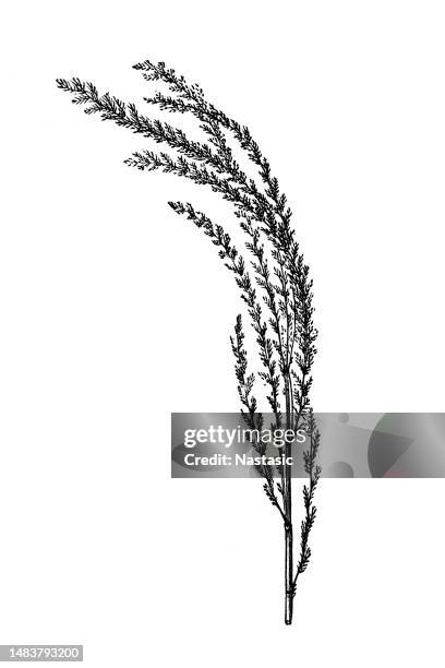 eragrostis cylindriflora is a loosely tufted annual or short-leaved vivaceous species, with culms up to 90 cm high - ornamental grass stock illustrations