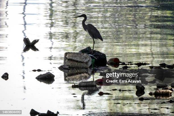 An egret is perched on top of plastic waste floating in San Juan river on April 20, 2023 in Manila, Philippines. The Philippines is the largest ocean...