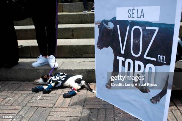 Animal rights activists take part in a demonstration against bullfighting demanding the law that prohibits events where animals are abused, in...