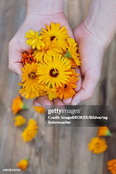 holding hands marigolds (calendula officinalis), picking herbs, medicinal herbs, harvest, upper bavaria, bavaria, germany - pot marigold stock illustrations