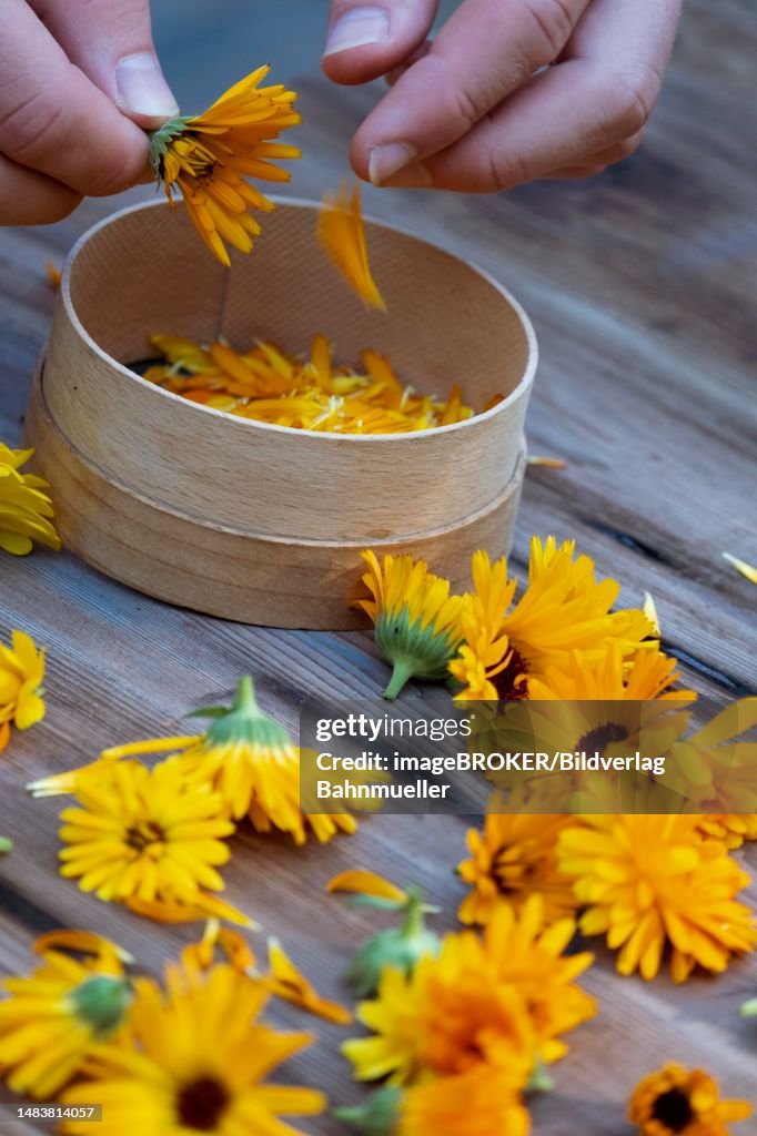 Holding hands marigolds (Calendula officinalis), picking herbs, medicinal herbs, harvest, Upper Bavaria, Bavaria, Germany