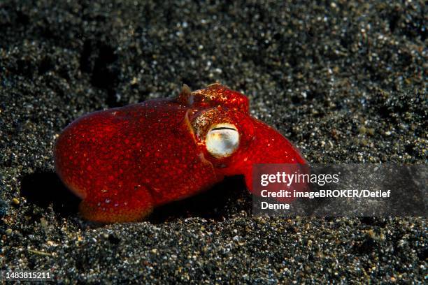 small ink snail (eupyrmna sp.), lembeh strait, indo-pacific, indonesia - lembeh strait stock illustrations