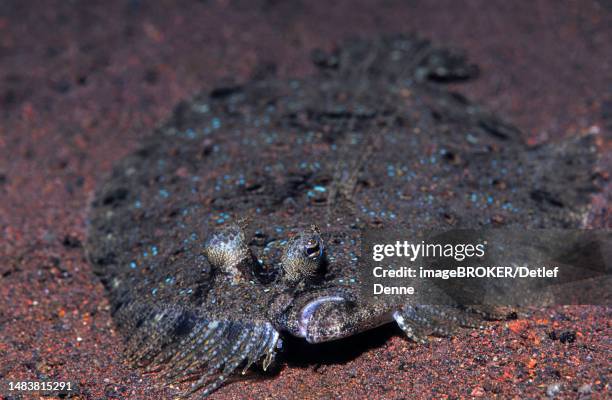 peacock butt (pseudochromis steenei), bali, indo-pacific, indonesia - bali stock illustrations