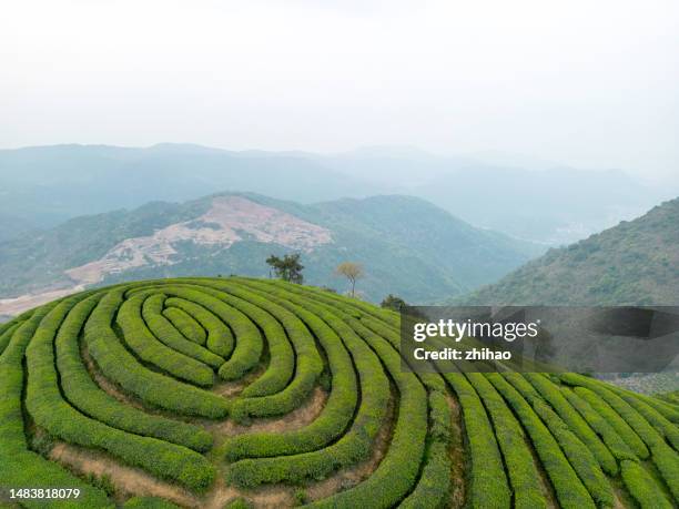 a bird's-eye view of the fingerprint shaped tea garden on the mountaintop - digital fingerprint stock pictures, royalty-free photos & images