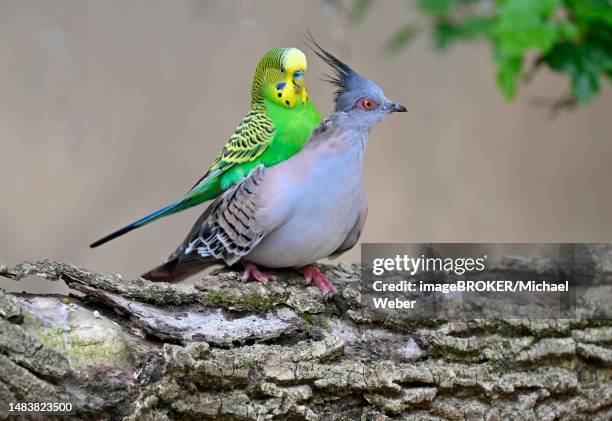 budgie (melopsittacus undulatus) mates with crested pigeon (ocyphaps lophotes), captive, baden-wuerttemberg, germany - ocyphaps lophotes stock pictures, royalty-free photos & images