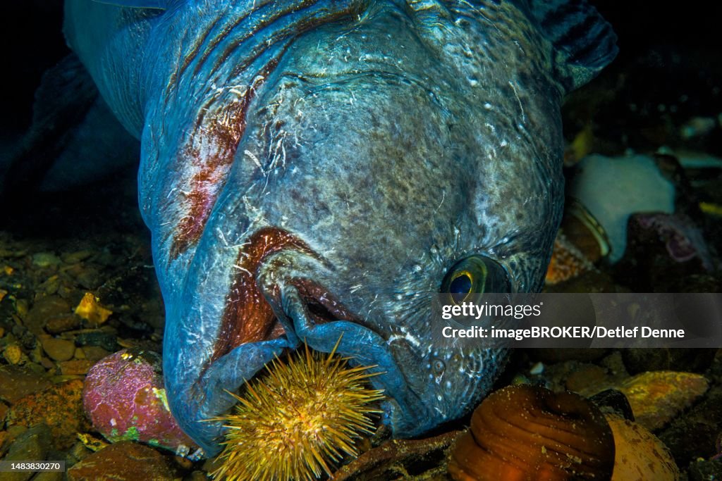 Atlantic wolffish (Anarhichas lupus), eats starfish, Nova Scotia, Atlantic Ocean, Canada