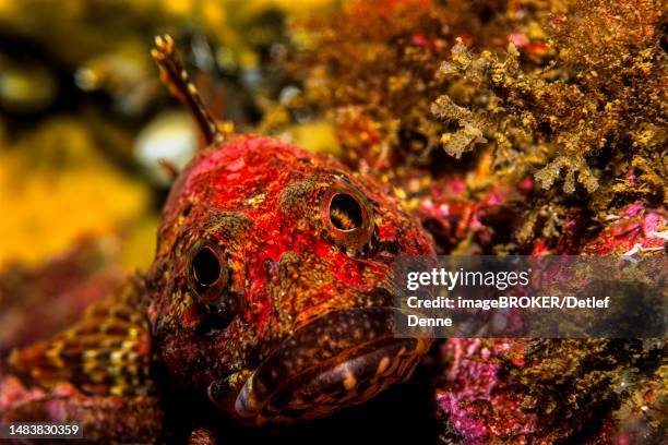 Raven Fish 258 Sea Raven Stock Photos, High-Res Pictures, and Images - Getty Images