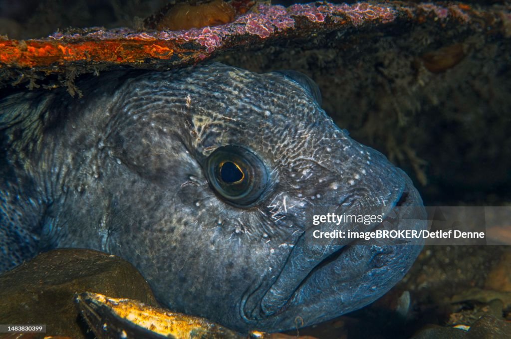 Atlantic wolffish (Anarhichas lupus), resting in wreck, Nova Scotia, Atlantic, Canada