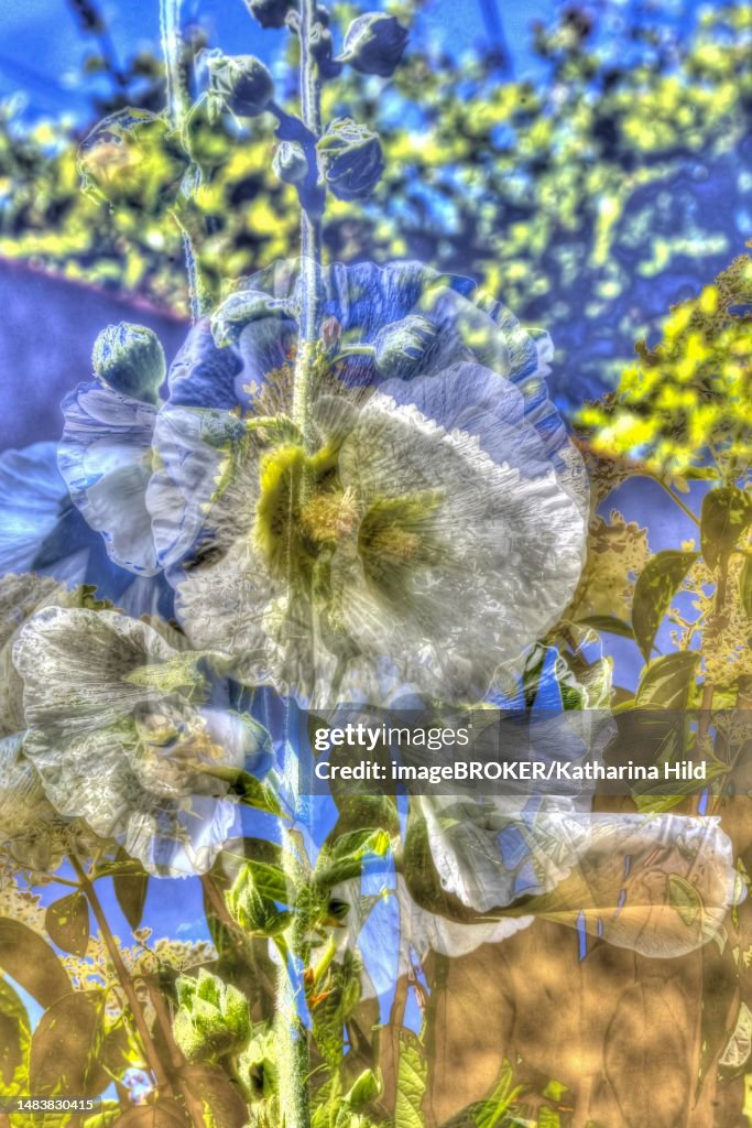 Flowers creative, artistic shot, shrub marshmallow (Hibiscus syriacus), white flower alienated, mix of flowers, plants, fragrant, Germany