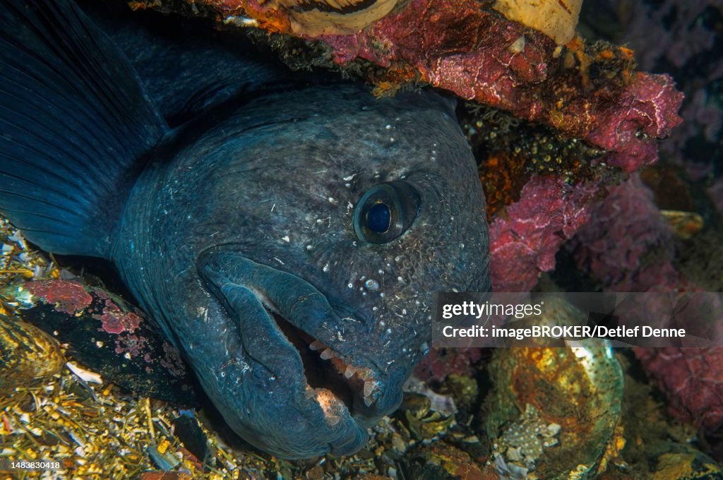 Atlantic wolffish (Anarhichas lupus), resting in wreck, Nova Scotia, Atlantic, Canada