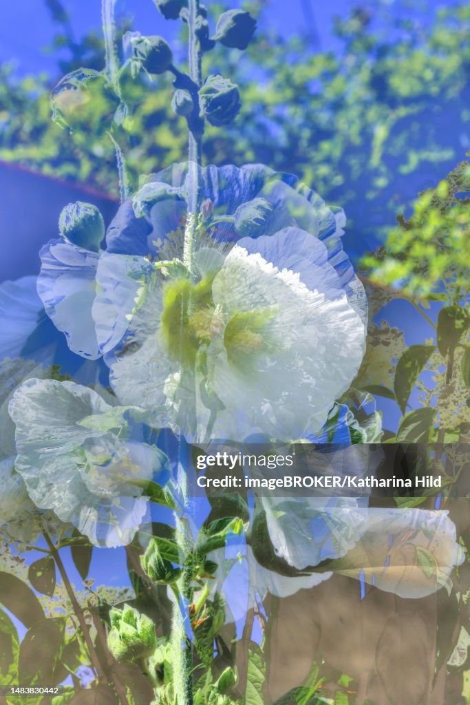 Flowers creative, artistic shot, shrub marshmallow (Hibiscus syriacus), white flower alienated, mix of flowers, plants, fragrant, Germany