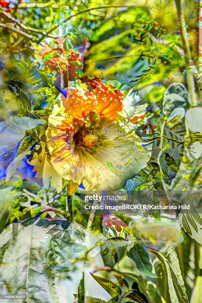 Flowers creative, artistic shot, shrub marshmallow (Hibiscus syriacus), white flower alienated, mix of flowers, plants, fragrant, Germany