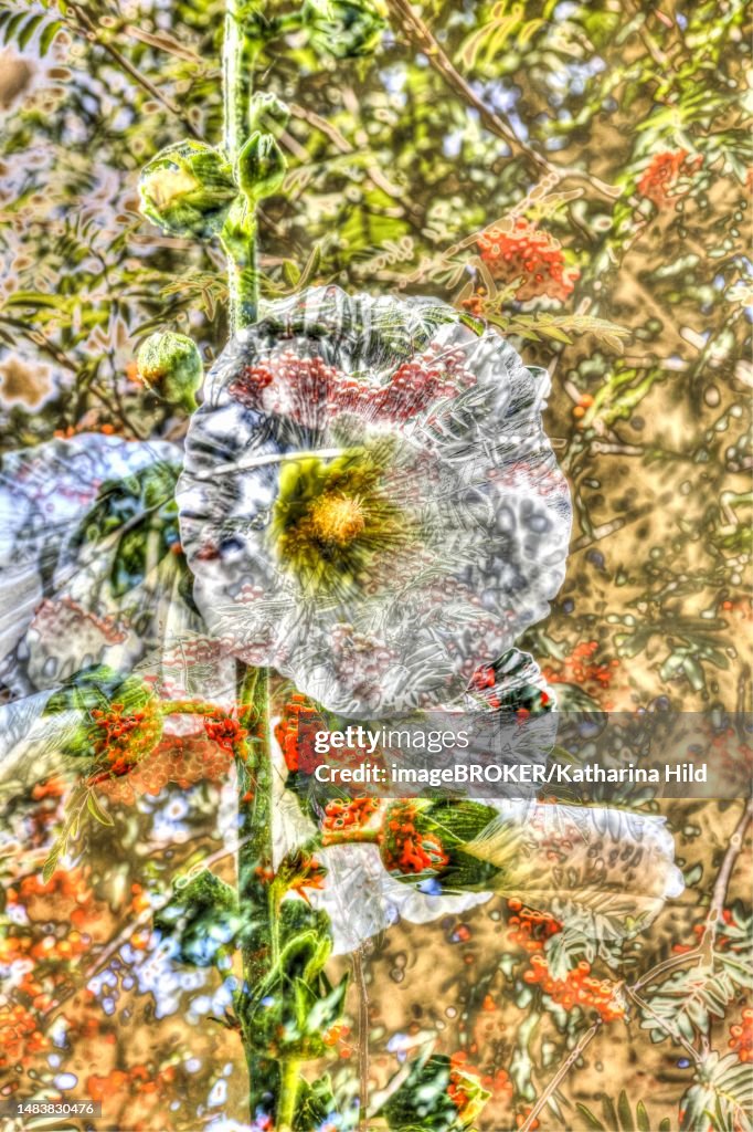 Flowers creative, artistic shot, shrub marshmallow (Hibiscus syriacus), white flower alienated, mix of flowers, plants, fragrant, Germany