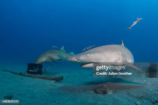 lemon shark and a nurse shark swims across the seafloor, offshore florida - nurse shark stockfoto's en -beelden