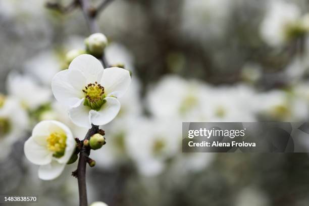 blossom tree - apfelbaum blüte stock-fotos und bilder
