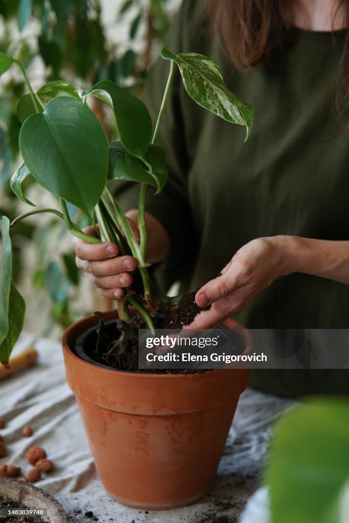 Anonymous caucasian woman in green uniform planting exotic plant for sale. Step by step tutorial of planting
