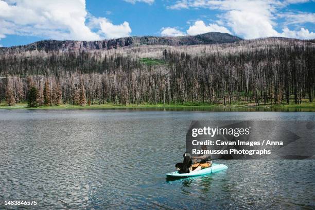 man and dog in a teal kayak on a lake with forest and sky behind them - anna bergman stockfoto's en -beelden