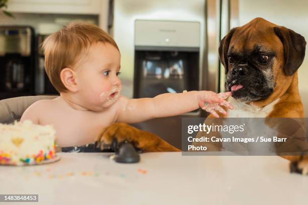 a baby's first year celebration - baby boxer stock-fotos und bilder