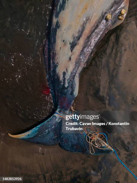 dead sperm whale in state of putrefaction on the beach - beach rescue aerial stock pictures, royalty-free photos & images