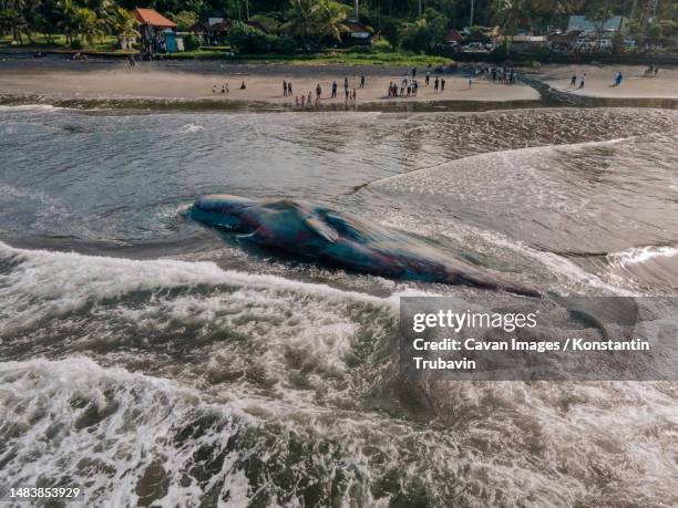 dead sperm whale in state of putrefaction on the beach - beach rescue aerial stock pictures, royalty-free photos & images