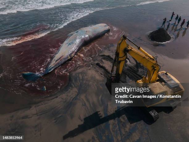 dead sperm whale in state of putrefaction on the beach - beach rescue aerial stock-fotos und bilder