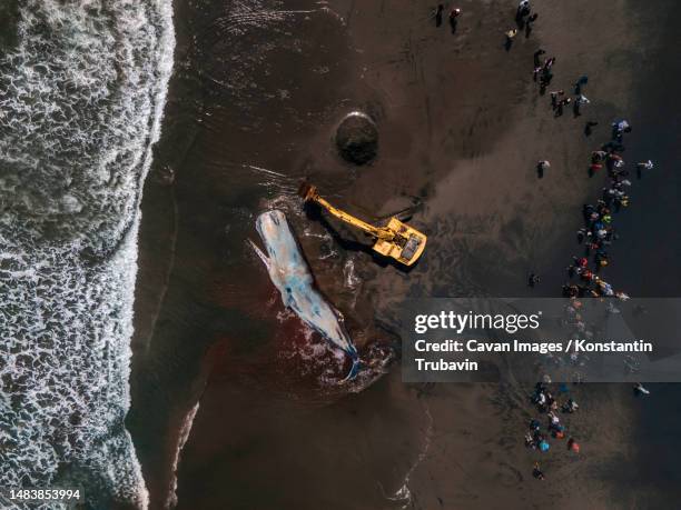 dead sperm whale in state of putrefaction on the beach - beach rescue aerial stockfoto's en -beelden