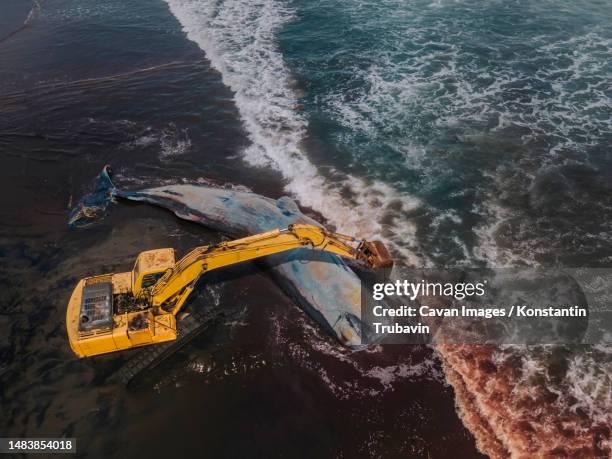 dead sperm whale in state of putrefaction on the beach - beach rescue aerial stockfoto's en -beelden