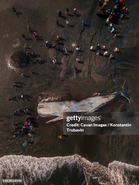 dead sperm whale in state of putrefaction on the beach - beach rescue aerial stock pictures, royalty-free photos & images