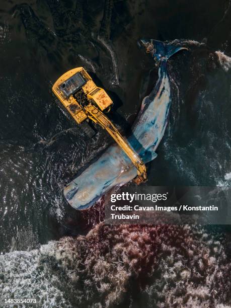 dead sperm whale in state of putrefaction on the beach - beach rescue aerial stock-fotos und bilder