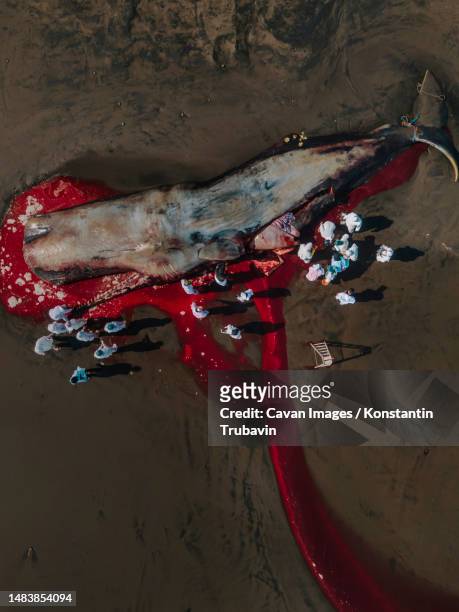 dead sperm whale in state of putrefaction on the beach - beach rescue aerial stockfoto's en -beelden