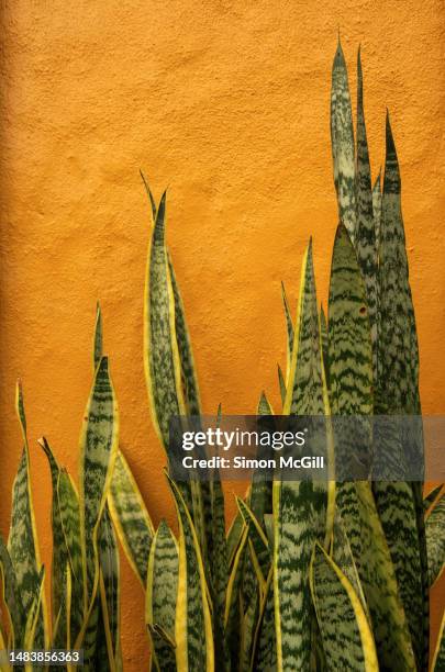 snake plant (dracaena trifasciata), also commonly known as saint george's sword, mother-in-law's tongue or viper's bowstring hemp, growing against a stucco exterior wall painted vibrant orange yellow - dracaena stockfoto's en -beelden