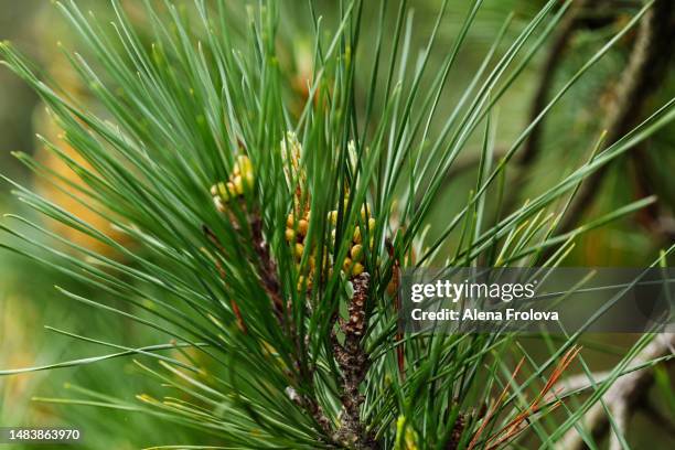Pinus Long Tree 43 Long Needle Pine Stock Photos, High-Res Pictures, and Images - Getty ...
