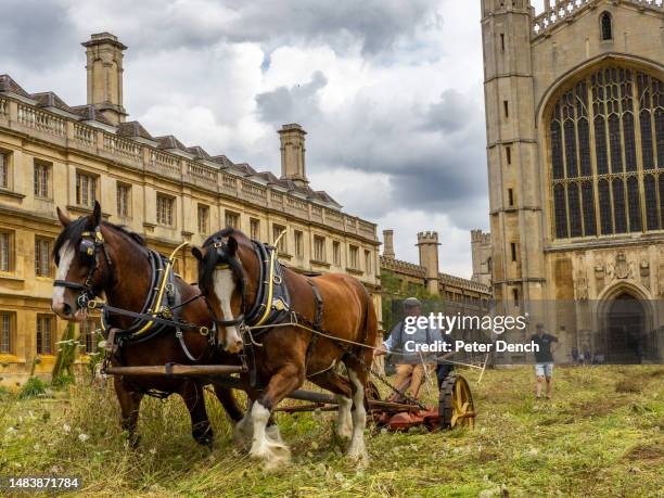 Barry Coffen harvesting the wildflower meadow at Kings College, Cambridge on August 2nd 2021 with the aid of two Shire horses, Cosmo and Boy. The...