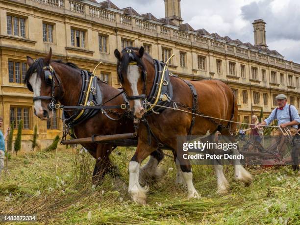 Barry Coffen harvesting the wildflower meadow at Kings College, Cambridge on August 2nd 2021 with the aid of two Shire horses, Cosmo and Boy. The...