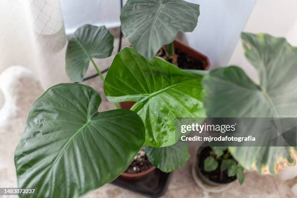 tropical plant alocasia odora or elephant ear - öra bildbanksfoton och bilder