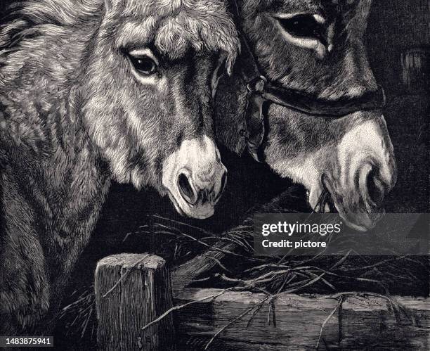 donkeys : a happy couple at the stable in 1887 (xxxl with many details) - herbivorous stock illustrations