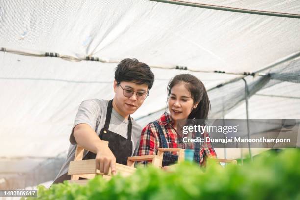 有機農場でレタスを収穫するために協力するアジアの農場労働者。温室の若いスマート農家 - asian farmer ストックフォトと画像