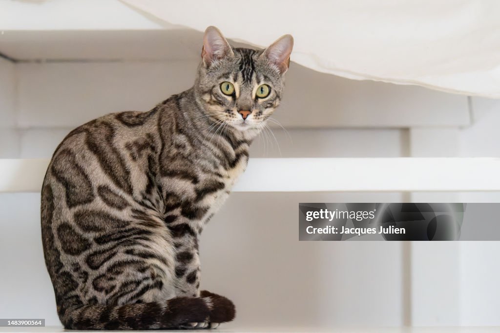Bengal cat
