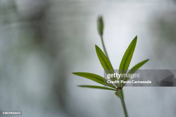 soft focus of sweet woodruff, view from below (galium odoratum, asperula odorata) - - asperula odorata stock pictures, royalty-free photos & images